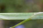 Awlfruit sedge